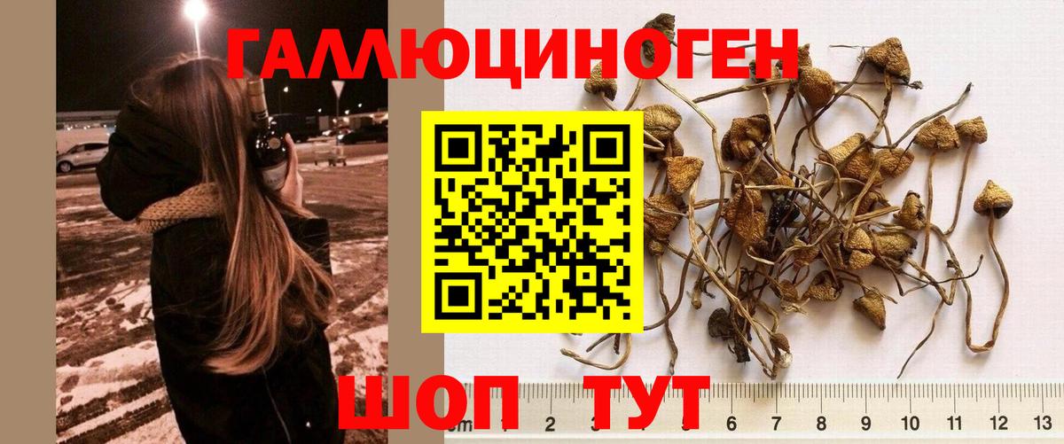 Галлюциногенные грибы Psilocybe  Вход с VPN  Кизляр 